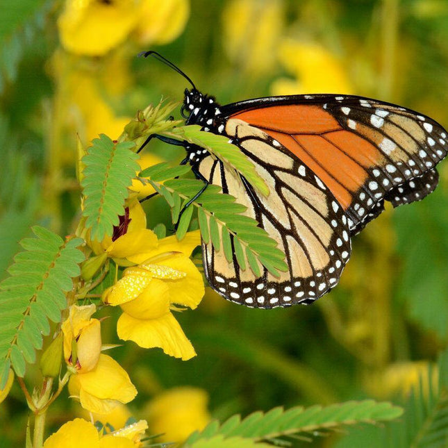 50 Partridge Pea Seeds - Seed World