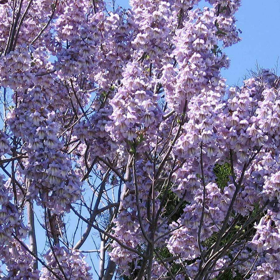 Paulownia species. Paulownia Elongata - the fastest growing tree