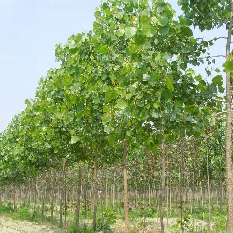 50 Paulownia Elongata Seeds - Seed World