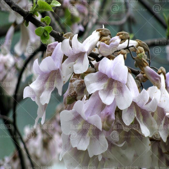 50 Paulownia Elongata Seeds - Seed World