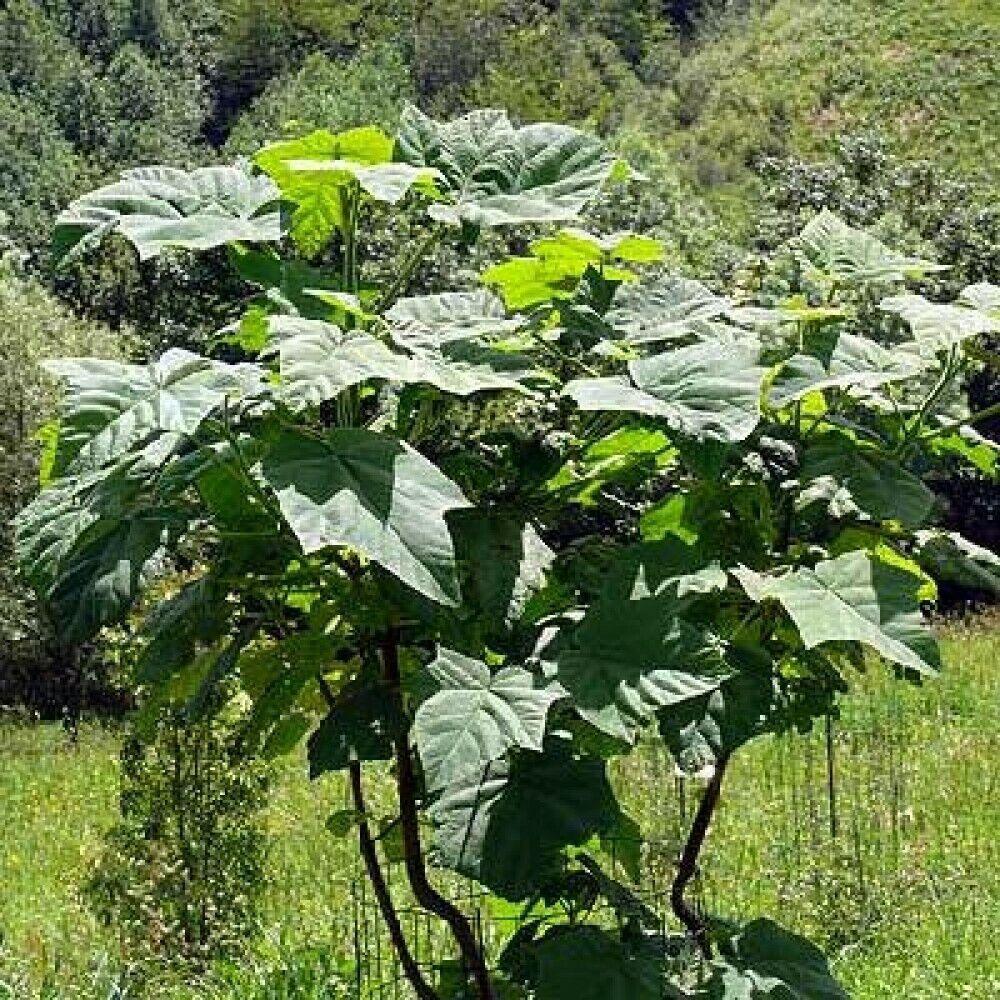 50 Paulownia Elongata Seeds - Seed World