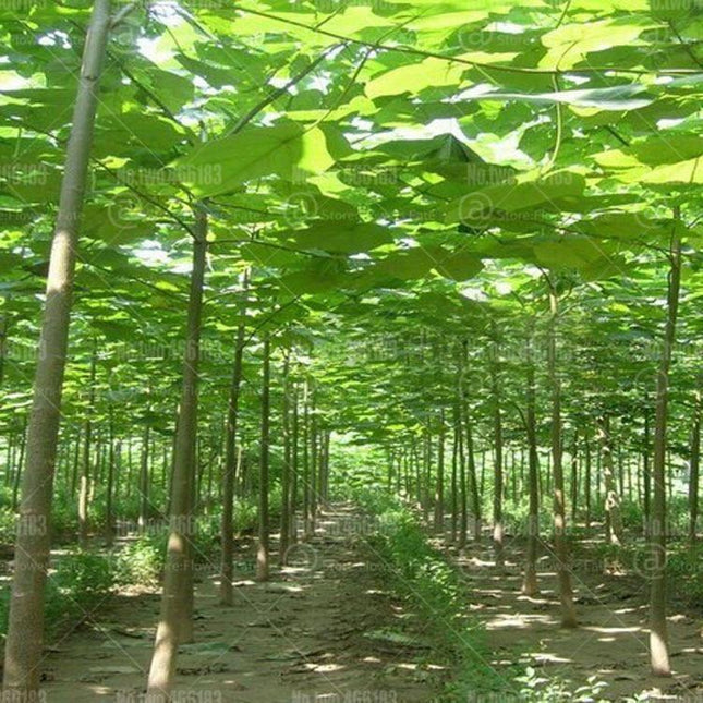 50 Paulownia Elongata Seeds - Seed World
