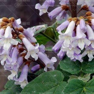 50 Paulownia Elongata Seeds - Seed World