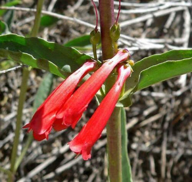 50 Penstemon Eatonii | Firecracker Penstemon Seeds - Seed World