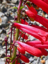 50 Penstemon Eatonii | Firecracker Penstemon Seeds - Seed World
