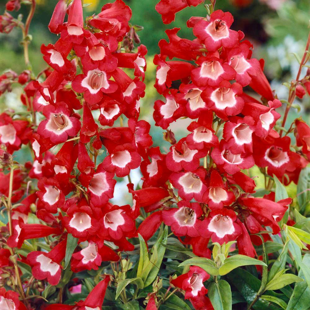 50 Penstemon Seeds - Scarlet Queen - Seed World