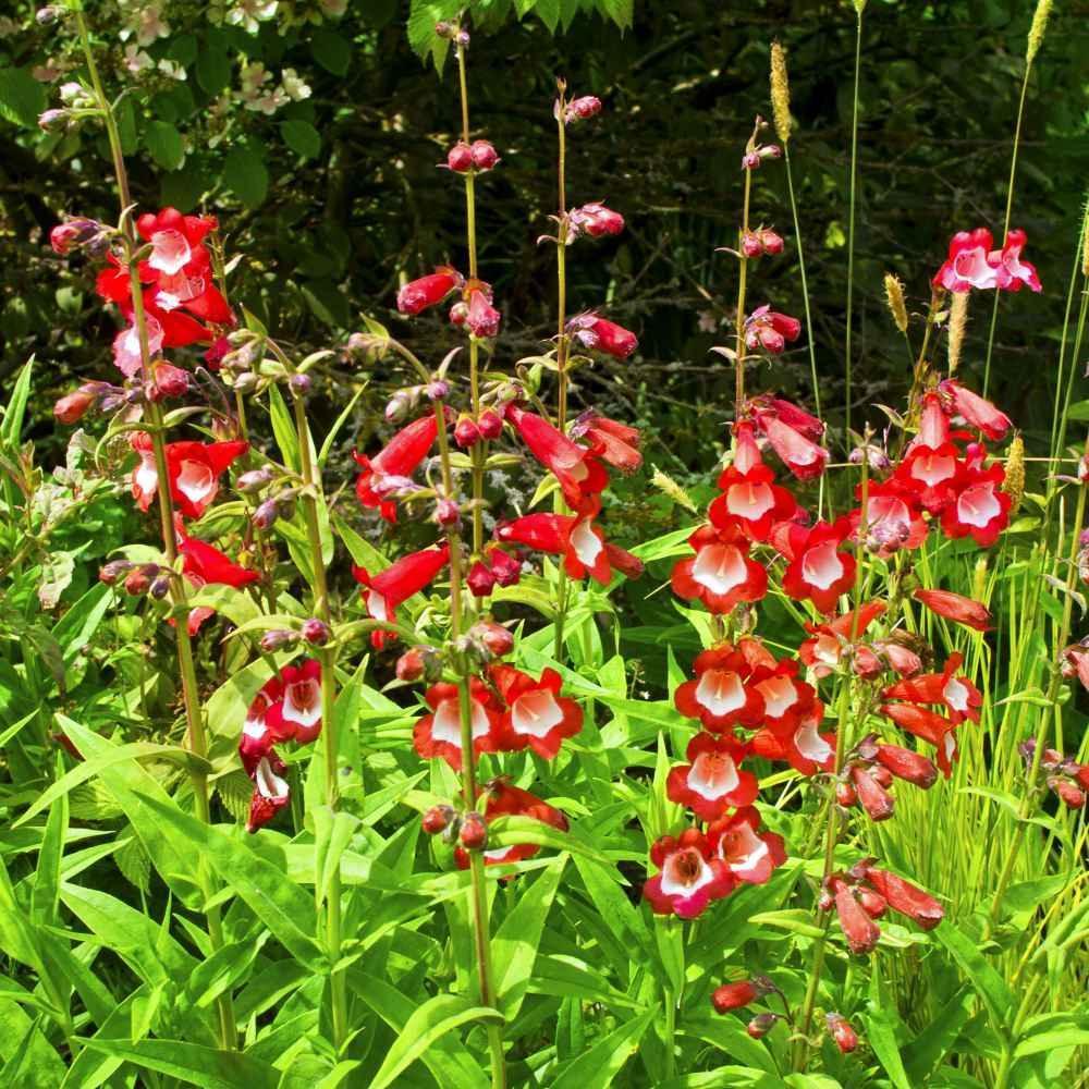 50 Penstemon Seeds - Scarlet Queen - Seed World