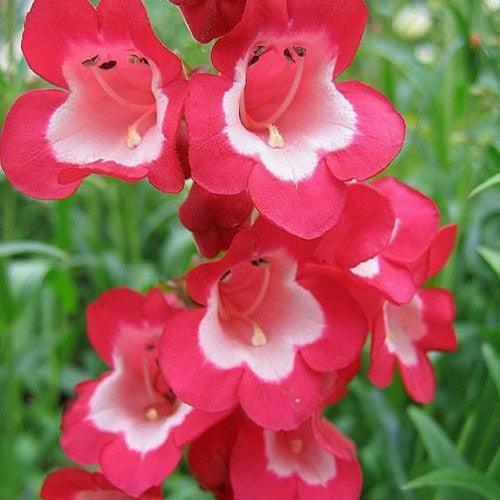 50 Penstemon Seeds - Scarlet Queen - Seed World