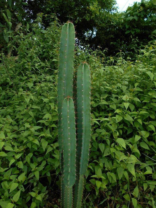 30 Peruvian Apple Cactus Seeds - Seed World