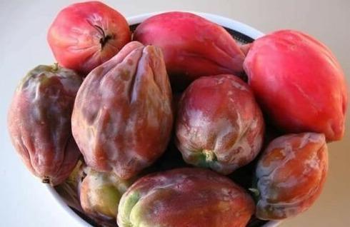 30 Peruvian Apple Cactus Seeds - Seed World