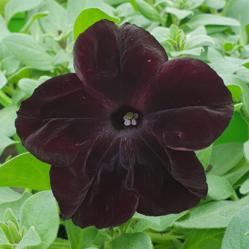 50 Petunia Seeds - Containers Hanging Baskets Flowers - Annual Bloom ...