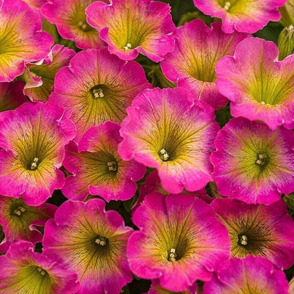 50 Petunia Seeds - Containers Hanging Baskets Flowers - Annual Bloom - Seed World