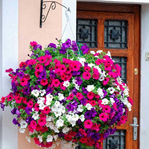 50 Petunia Seeds - Containers Hanging Baskets Flowers - Annual Bloom - Seed World