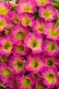 50 Petunia Seeds - Containers Hanging Baskets Flowers - Annual Bloom - Seed World