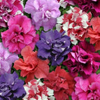 Double Mix Petunia