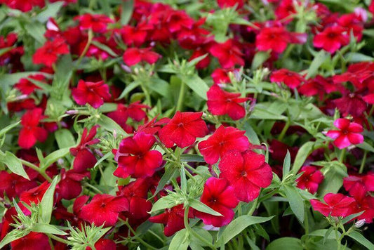 50 Phlox Red Annual Flower Seeds - Seed World