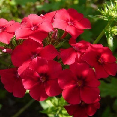 50 Phlox Red Annual Flower Seeds - Seed World