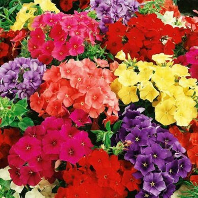 50 Phlox Seeds - Mix Seeds - Seed World