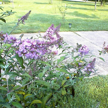 50 Pink Delight Butterfly Bush Seeds - Seed World