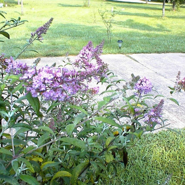 50 Pink Delight Butterfly Bush Seeds - Seed World