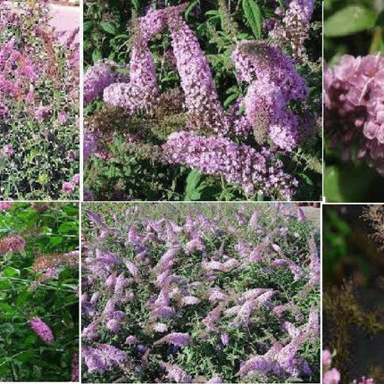 50 Pink Delight Butterfly Bush Seeds - Seed World