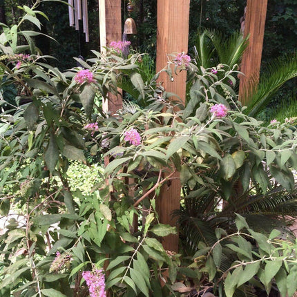 50 Pink Delight Butterfly Bush Seeds - Seed World
