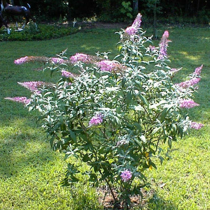 50 Pink Delight Butterfly Bush Seeds - Seed World