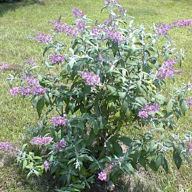 50 Pink Delight Butterfly Bush Seeds - Seed World