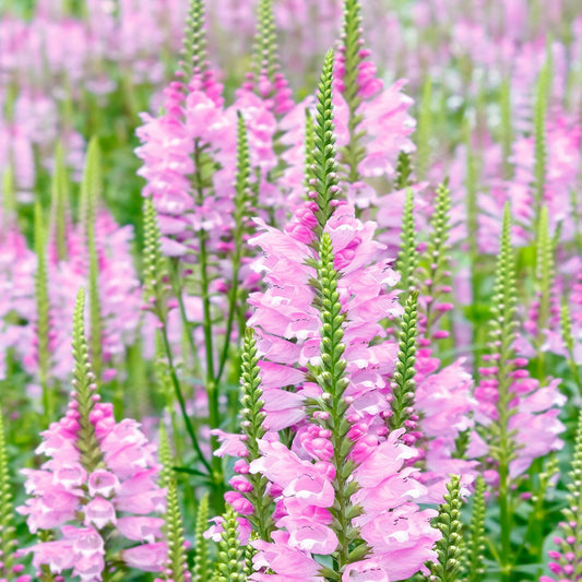 50 Pink Obedient Plant Seeds - Seed World
