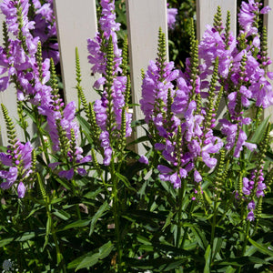 50 Pink Obedient Plant Seeds - Seed World