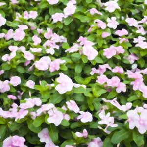 50 Pink Periwinkle Seeds - Seed World