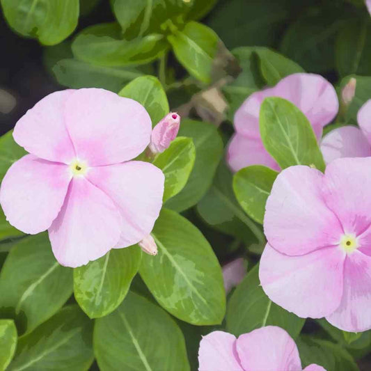 50 Pink Periwinkle Seeds - Seed World