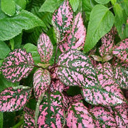 50 Pink Polka Dot Hypoestes Seeds - Seed World