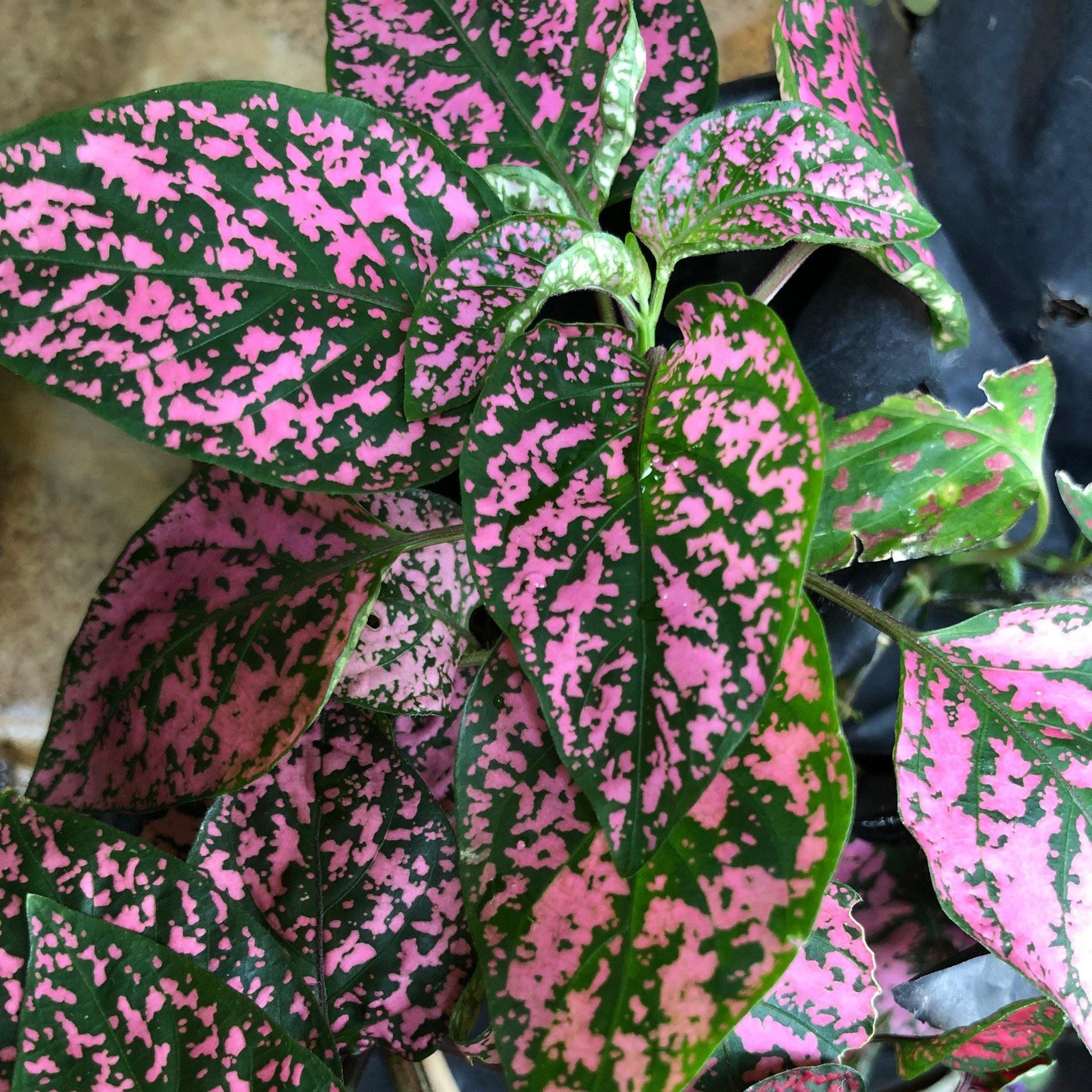 50 Pink Polka Dot Hypoestes Seeds - Seed World