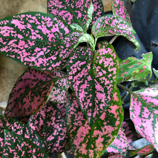 50 Pink Polka Dot Hypoestes Seeds - Seed World