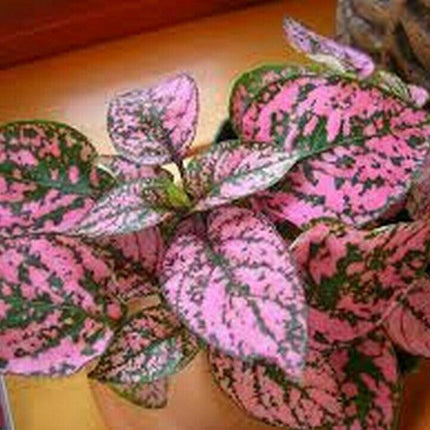 50 Pink Polka Dot Hypoestes Seeds - Seed World