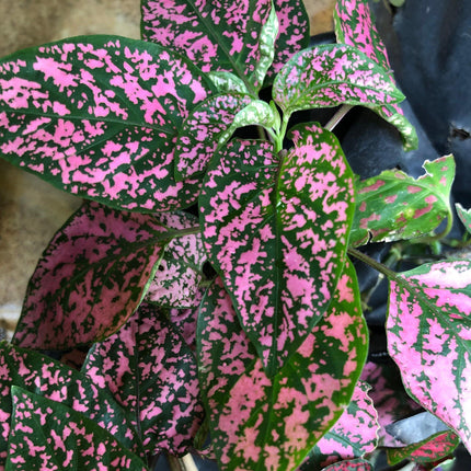 50 Pink Polka Dot Hypoestes Seeds - Seed World
