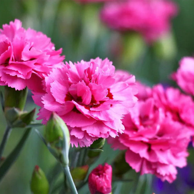 50 Pink Rose Carnation Dianthus Caryophyllus Seeds - Seed World