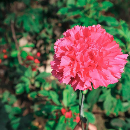 50 Pink Rose Carnation Dianthus Caryophyllus Seeds - Seed World
