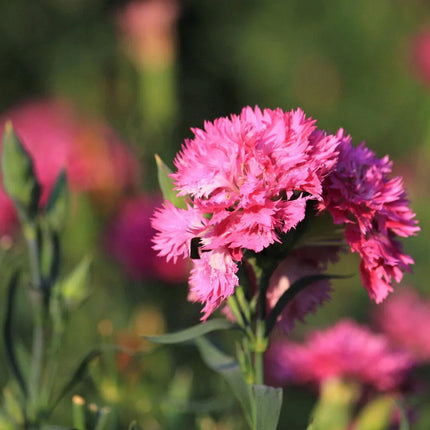 50 Pink Rose Carnation Dianthus Caryophyllus Seeds - Seed World