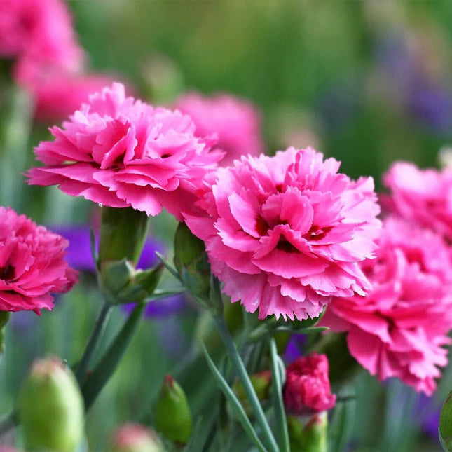 50 Pink Rose Carnation Dianthus Caryophyllus Seeds - Seed World