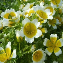 130 Poached Egg Plant Seeds - Meadow Foam - Seed World