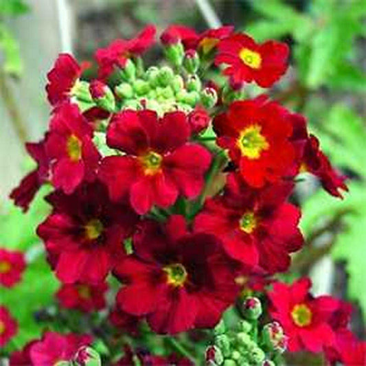 50 Primrose Fairy Primula Malacoides Seeds - Seed World