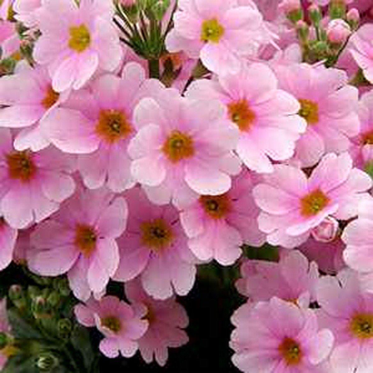50 Primrose Fairy Primula Malacoides Seeds - Seed World