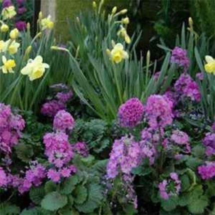 50 Primrose Fairy Primula Malacoides Seeds - Seed World
