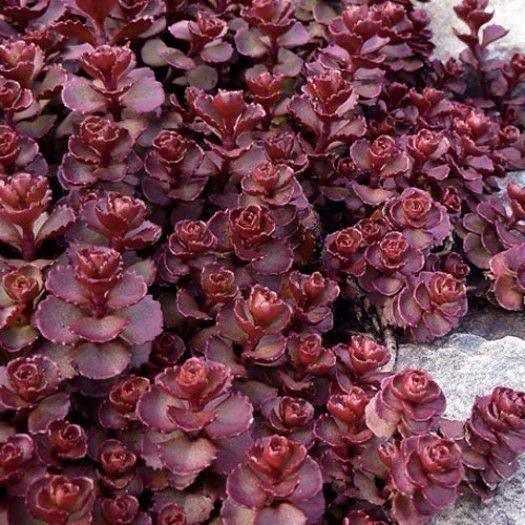 50 Purple Carpet Sedum Seeds - Seed World
