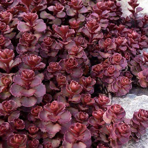 50 Purple Carpet Sedum Seeds - Seed World