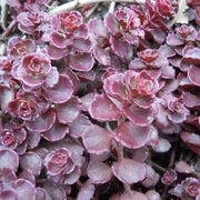 50 Purple Carpet Sedum Seeds - Seed World