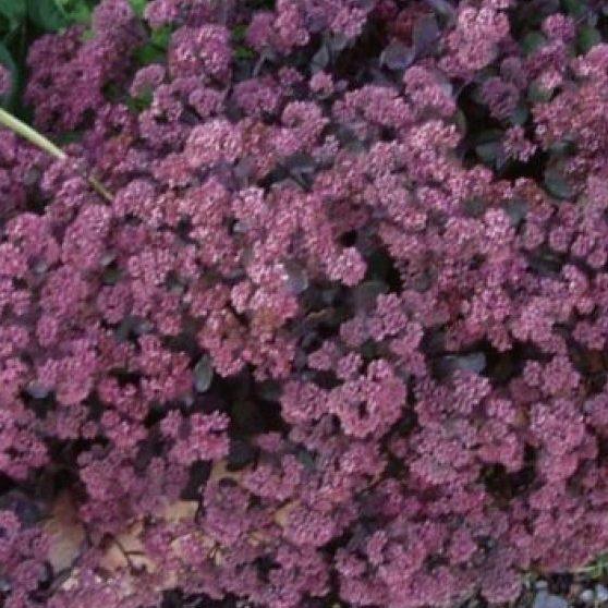 50 Purple Carpet Sedum Seeds - Seed World