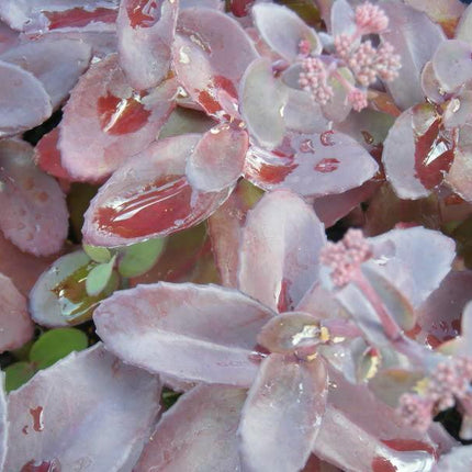 50 Purple Carpet Sedum Seeds - Seed World